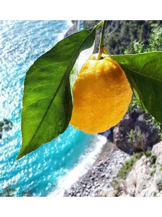 Luxury Spirits Limoncino By Edgard Bovier - 32% - 50 CL Luxury Spirits Limoncino By Edgard Bovier - 32% - 50 CL