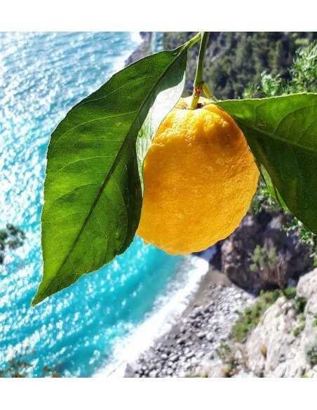 Luxury Spirits Limoncino By Edgard Bovier - 32% - 50 CL Luxury Spirits Limoncino By Edgard Bovier - 32% - 50 CL